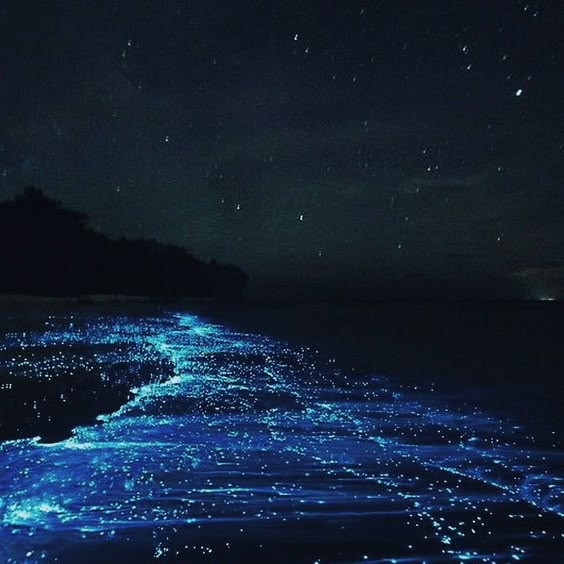 Bioluminescent lake, Puerto Rico